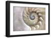 Fibonacci Pattern in Shell-null-Framed Art Print