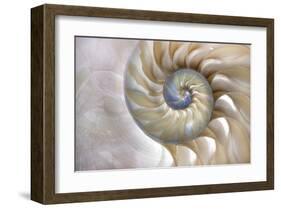 Fibonacci Pattern in Shell-null-Framed Art Print