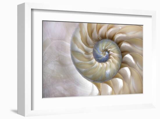 Fibonacci Pattern in Shell-null-Framed Art Print