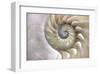 Fibonacci Pattern in Shell-null-Framed Art Print