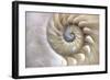 Fibonacci Pattern in Shell-null-Framed Art Print