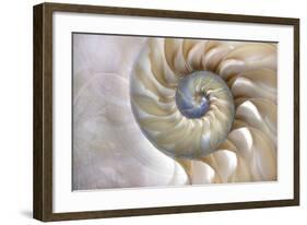 Fibonacci Pattern in Shell-null-Framed Art Print