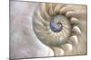 Fibonacci Pattern in Shell-null-Mounted Art Print