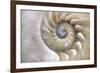 Fibonacci Pattern in Shell-null-Framed Art Print