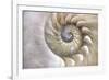 Fibonacci Pattern in Shell-null-Framed Art Print