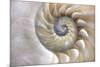 Fibonacci Pattern in Shell-null-Mounted Art Print