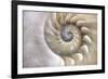 Fibonacci Pattern in Shell-null-Framed Art Print