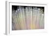 Fibre Optic Broadband Technology Concept Background-Veneratio-Framed Photographic Print