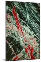 Fibres of Blue Asbestos-Dr. Jeremy Burgess-Mounted Photographic Print