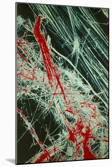 Fibres of Blue Asbestos-Dr. Jeremy Burgess-Mounted Photographic Print