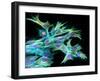 Fibroblast Cells, Fluorescent Micrograph-Dr. Torsten Wittmann-Framed Photographic Print