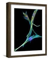 Fibroblast Cells, Fluorescent Micrograph-Dr. Torsten Wittmann-Framed Photographic Print