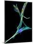 Fibroblast Cells, Fluorescent Micrograph-Dr. Torsten Wittmann-Mounted Photographic Print