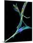 Fibroblast Cells, Fluorescent Micrograph-Dr. Torsten Wittmann-Mounted Photographic Print