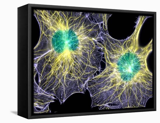 Fibroblast Cells Showing Cytoskeleton-Dr. Torsten Wittmann-Framed Stretched Canvas