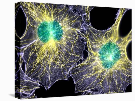 Fibroblast Cells Showing Cytoskeleton-Dr. Torsten Wittmann-Stretched Canvas