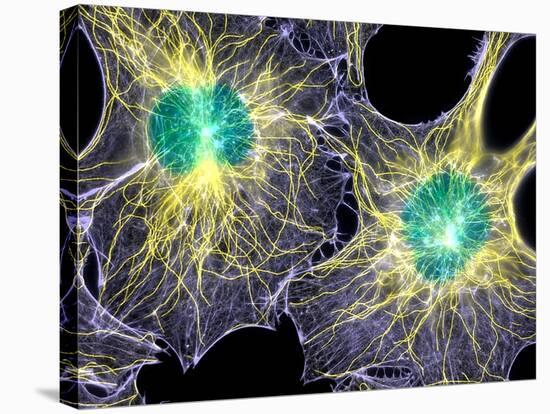 Fibroblast Cells Showing Cytoskeleton-Dr. Torsten Wittmann-Stretched Canvas