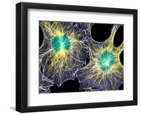 Fibroblast Cells Showing Cytoskeleton-Dr. Torsten Wittmann-Framed Premium Photographic Print