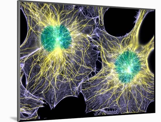 Fibroblast Cells Showing Cytoskeleton-Dr. Torsten Wittmann-Mounted Premium Photographic Print