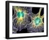 Fibroblast Cells Showing Cytoskeleton-Dr. Torsten Wittmann-Framed Premium Photographic Print