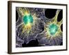 Fibroblast Cells Showing Cytoskeleton-Dr. Torsten Wittmann-Framed Photographic Print