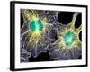 Fibroblast Cells Showing Cytoskeleton-Dr. Torsten Wittmann-Framed Photographic Print