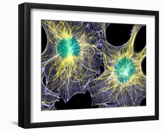 Fibroblast Cells Showing Cytoskeleton-Dr. Torsten Wittmann-Framed Photographic Print