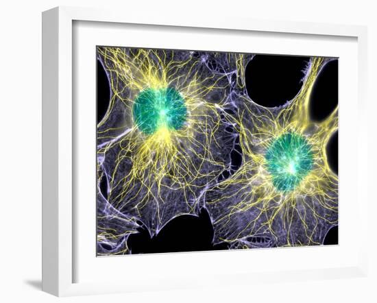 Fibroblast Cells Showing Cytoskeleton-Dr. Torsten Wittmann-Framed Photographic Print