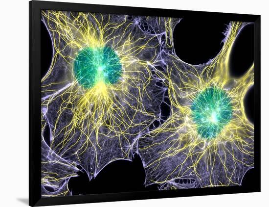 Fibroblast Cells Showing Cytoskeleton-Dr. Torsten Wittmann-Framed Photographic Print