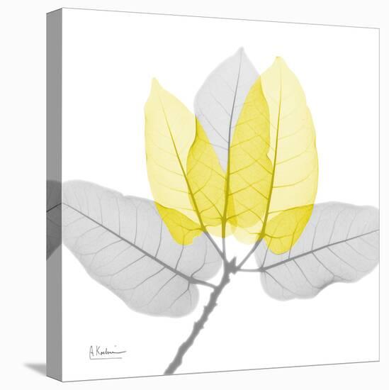 Ficus Burkey Yellow Gray-Albert Koetsier-Stretched Canvas