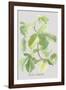 Ficus Carica-Katrien Soeffers-Framed Giclee Print
