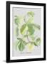 Ficus Carica-Katrien Soeffers-Framed Giclee Print