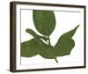 Ficus Dance - Glide-Lottie Fontaine-Framed Giclee Print