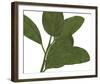 Ficus Dance - Sway-Lottie Fontaine-Framed Giclee Print