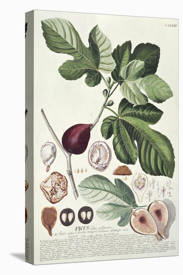 Ficus (Fig) (Coloured Engraving)-Georg Dionysius Ehret-Stretched Canvas