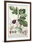 Ficus (Fig) (Coloured Engraving)-Georg Dionysius Ehret-Framed Giclee Print