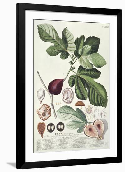 Ficus (Fig) (Coloured Engraving)-Georg Dionysius Ehret-Framed Giclee Print