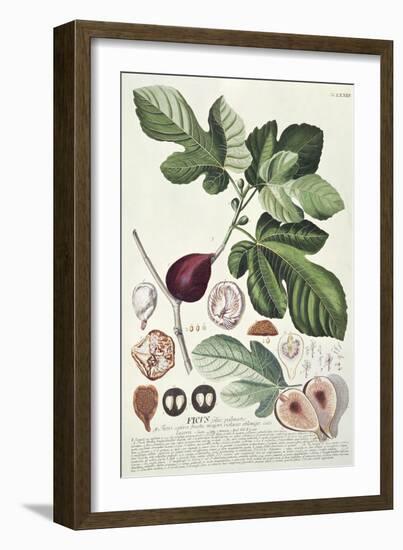 Ficus (Fig) (Coloured Engraving)-Georg Dionysius Ehret-Framed Giclee Print