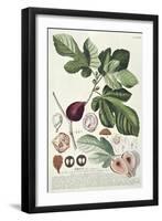 Ficus (Fig) (Coloured Engraving)-Georg Dionysius Ehret-Framed Giclee Print