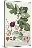 Ficus (Fig) (Coloured Engraving)-Georg Dionysius Ehret-Mounted Giclee Print