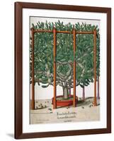 Ficus Indica Eystetten Fis Ex Uno Folio Enata Lu Xurians, 1613-Elias Gottleib Haussmann-Framed Giclee Print