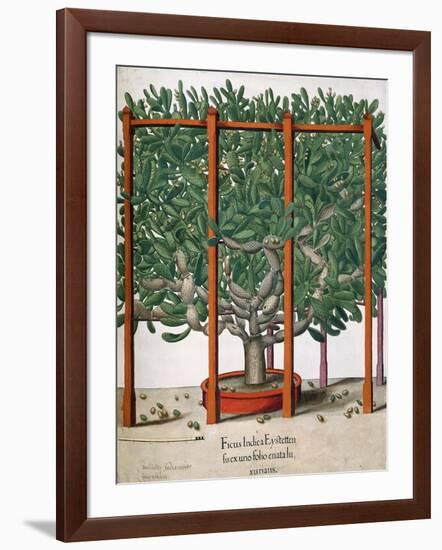 Ficus Indica Eystetten Fis Ex Uno Folio Enata Lu Xurians, 1613-Elias Gottleib Haussmann-Framed Giclee Print