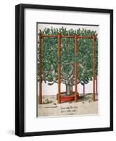 Ficus Indica Eystetten Fis Ex Uno Folio Enata Lu Xurians, 1613-Elias Gottleib Haussmann-Framed Giclee Print