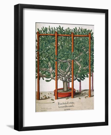 Ficus Indica Eystetten Fis Ex Uno Folio Enata Lu Xurians, 1613-Elias Gottleib Haussmann-Framed Giclee Print