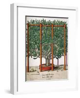 Ficus Indica Eystetten Fis Ex Uno Folio Enata Lu Xurians, 1613-Elias Gottleib Haussmann-Framed Giclee Print