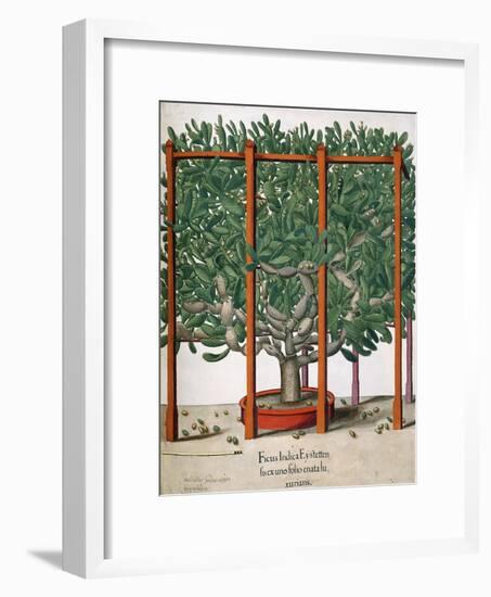 Ficus Indica Eystetten Fis Ex Uno Folio Enata Lu Xurians, 1613-Elias Gottleib Haussmann-Framed Giclee Print