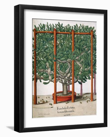 Ficus Indica Eystetten Fis Ex Uno Folio Enata Lu Xurians, 1613-Elias Gottleib Haussmann-Framed Giclee Print