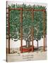 Ficus Indica Eystetten Fis Ex Uno Folio Enata Lu Xurians, 1613-Elias Gottleib Haussmann-Stretched Canvas