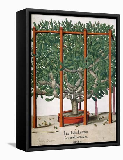 Ficus Indica Eystetten Fis Ex Uno Folio Enata Lu Xurians, 1613-Elias Gottleib Haussmann-Framed Stretched Canvas