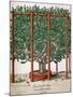 Ficus Indica Eystetten Fis Ex Uno Folio Enata Lu Xurians, 1613-Elias Gottleib Haussmann-Mounted Giclee Print
